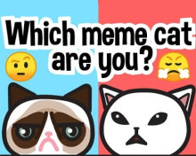 Which Meme Cat Are You?